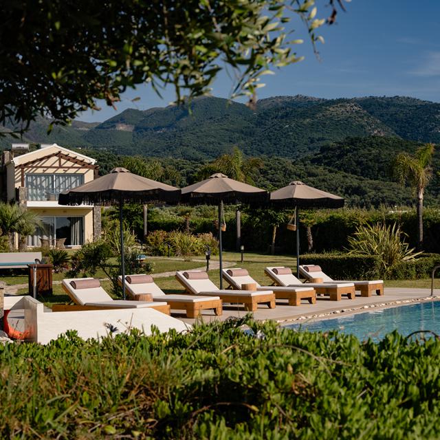 Restia — hoofdfoto