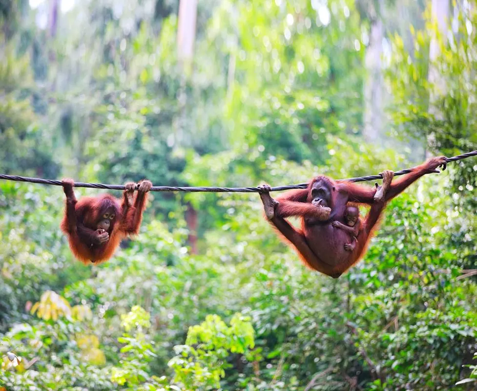 18-daagse rondreis Maleisië & Borneo — hoofdfoto