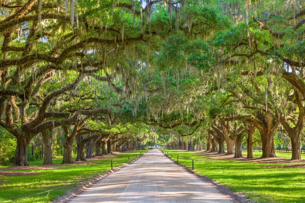 The American South — hoofdfoto