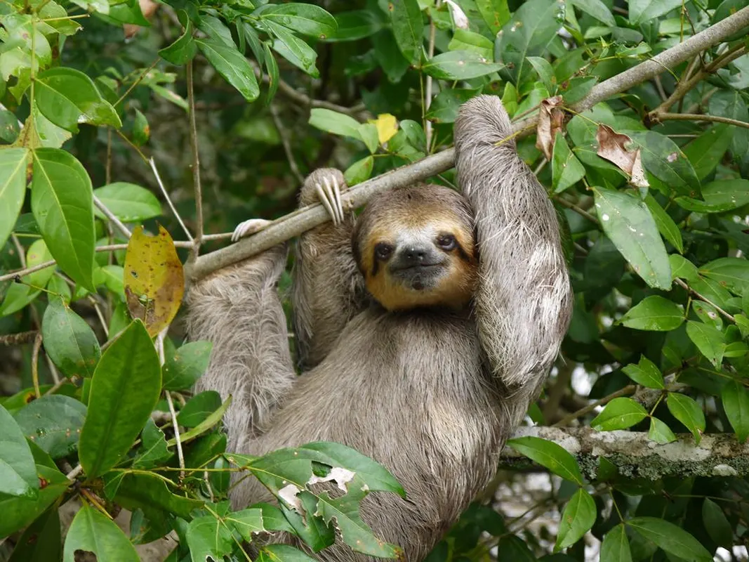 Startpakket Suriname Paramaribo — hoofdfoto