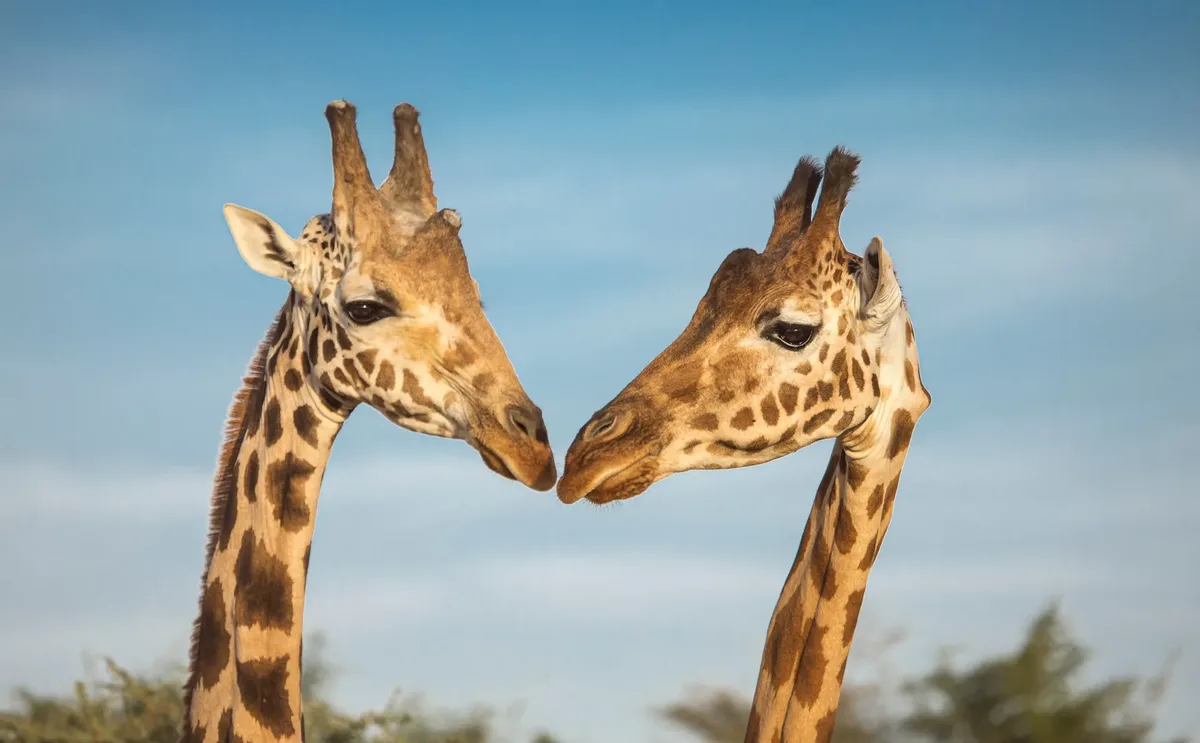 Geheime Schatten van Tanzania, hoofdfoto