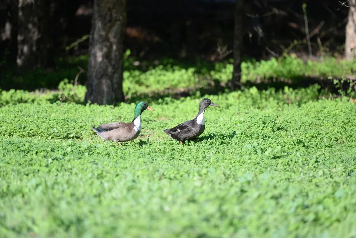 Quinta da Samoqueirinha — hoofdfoto