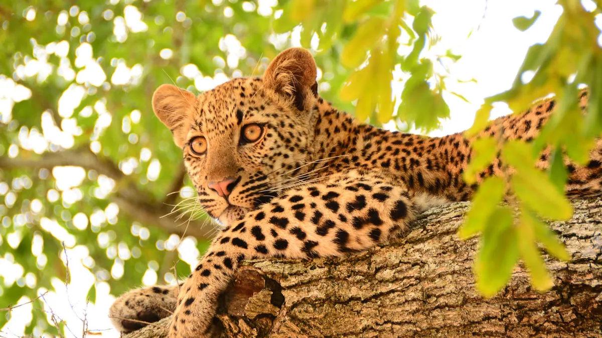 Discover Magnificent Eastern South Africa — hoofdfoto