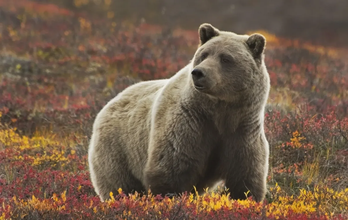 Alaska & Yukon Highlights — hoofdfoto
