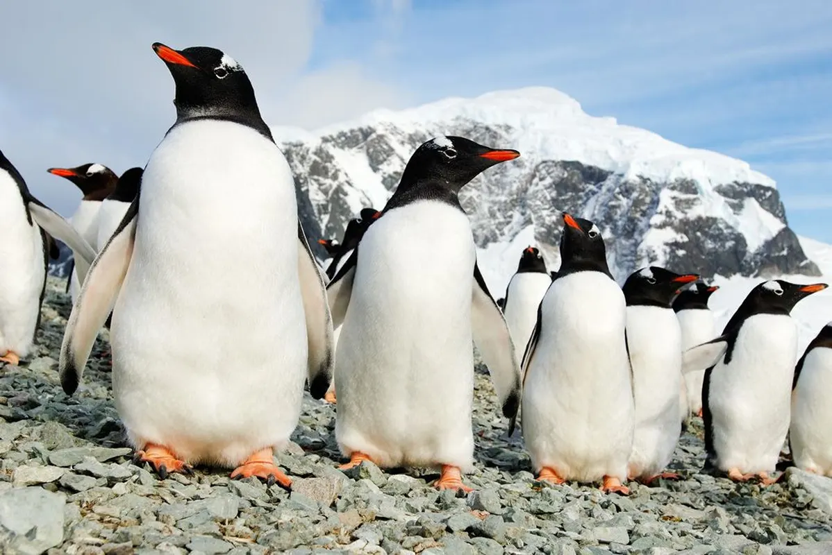 Expeditiecruise Antarctica per m/v Hondius — hoofdfoto