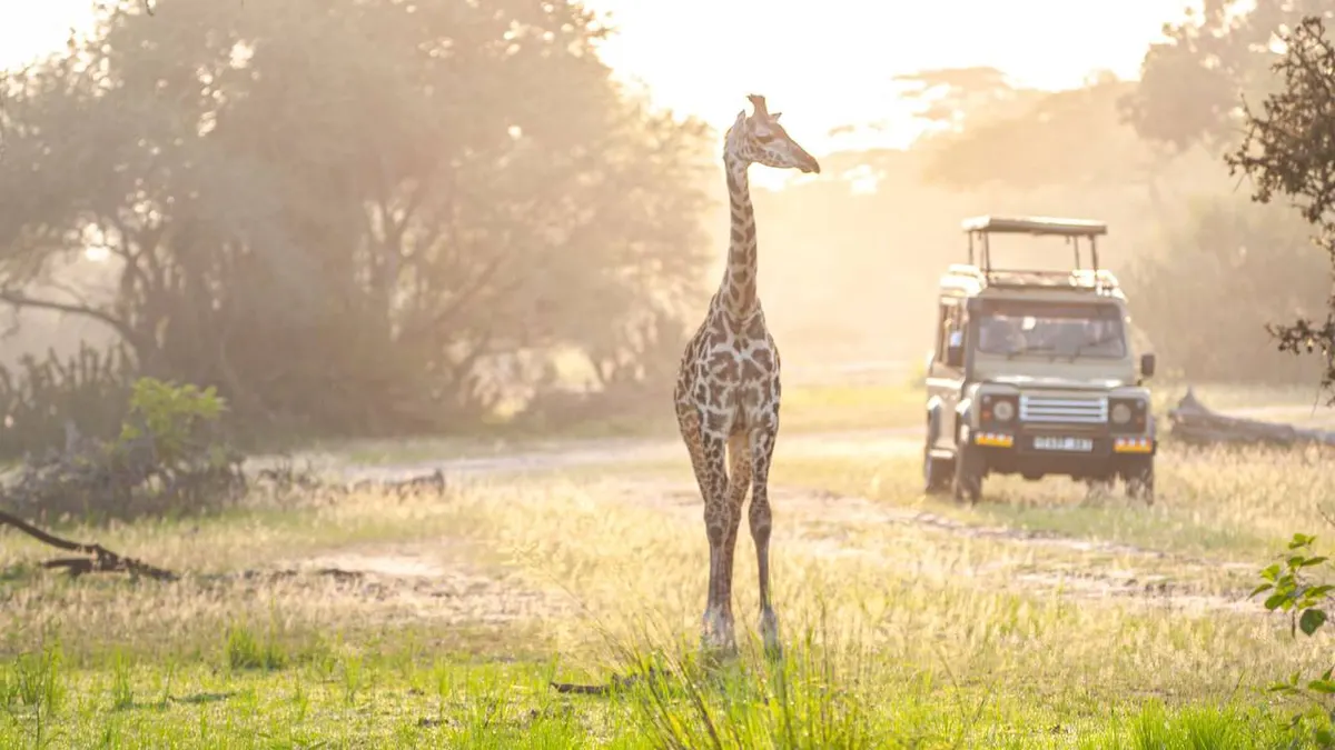 A Wildlife Adventure in South Africa — hoofdfoto