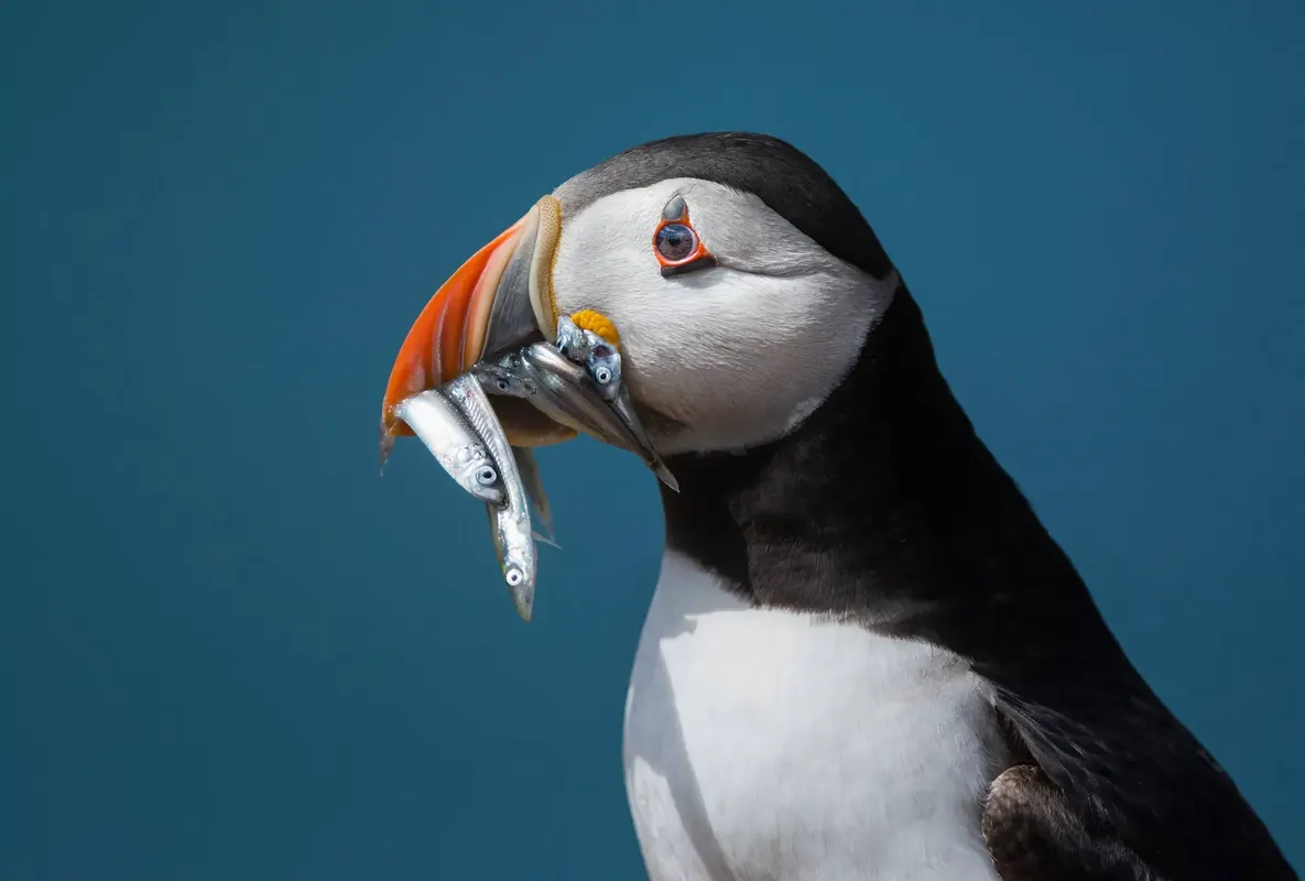 Ontdek IJsland in 8 dagen — hoofdfoto