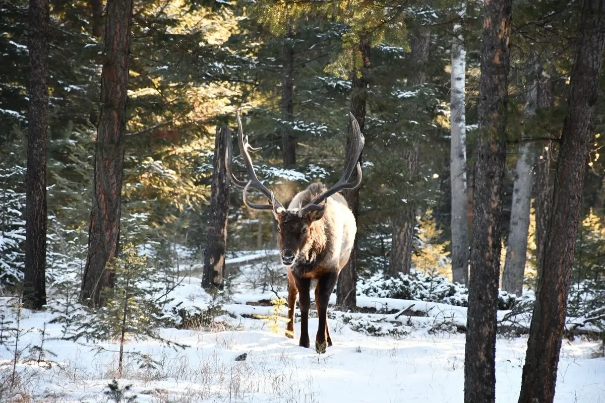 Winterbelevenis Canada op het gemak — hoofdfoto