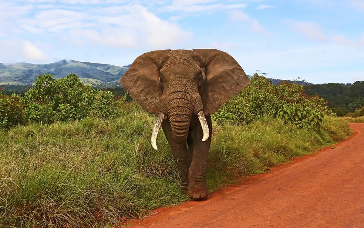 13 daagse safari het beste van Tanzania & Zanzibar — hoofdfoto