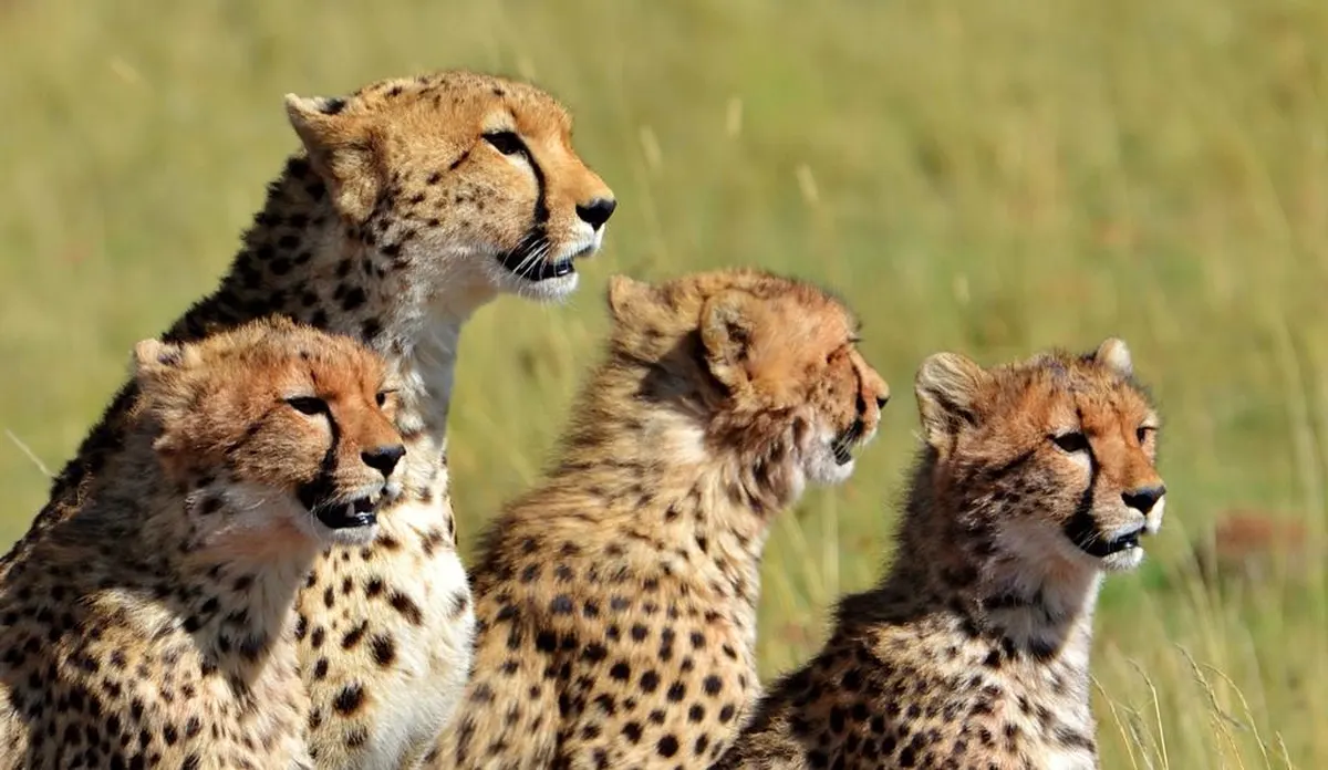 13 daagse safari Tsavo & Taita — hoofdfoto