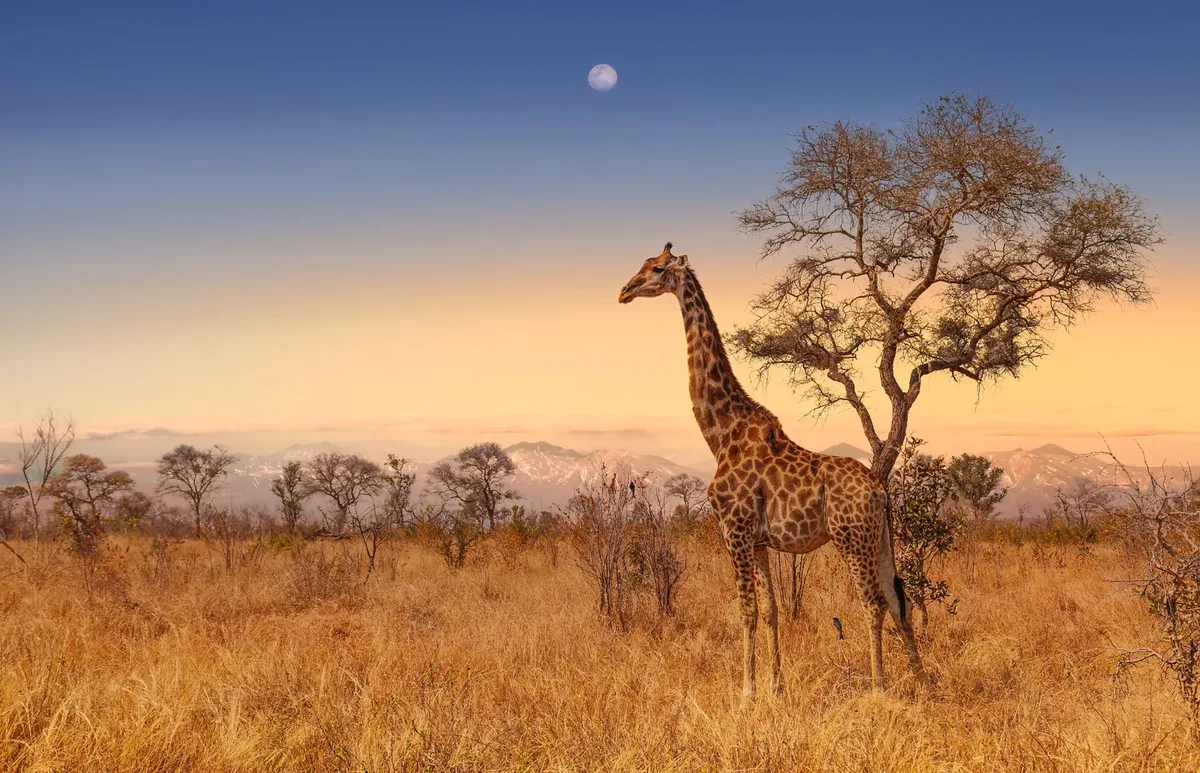 Ultimate Safari Experience - Sefapane Lodge — hoofdfoto