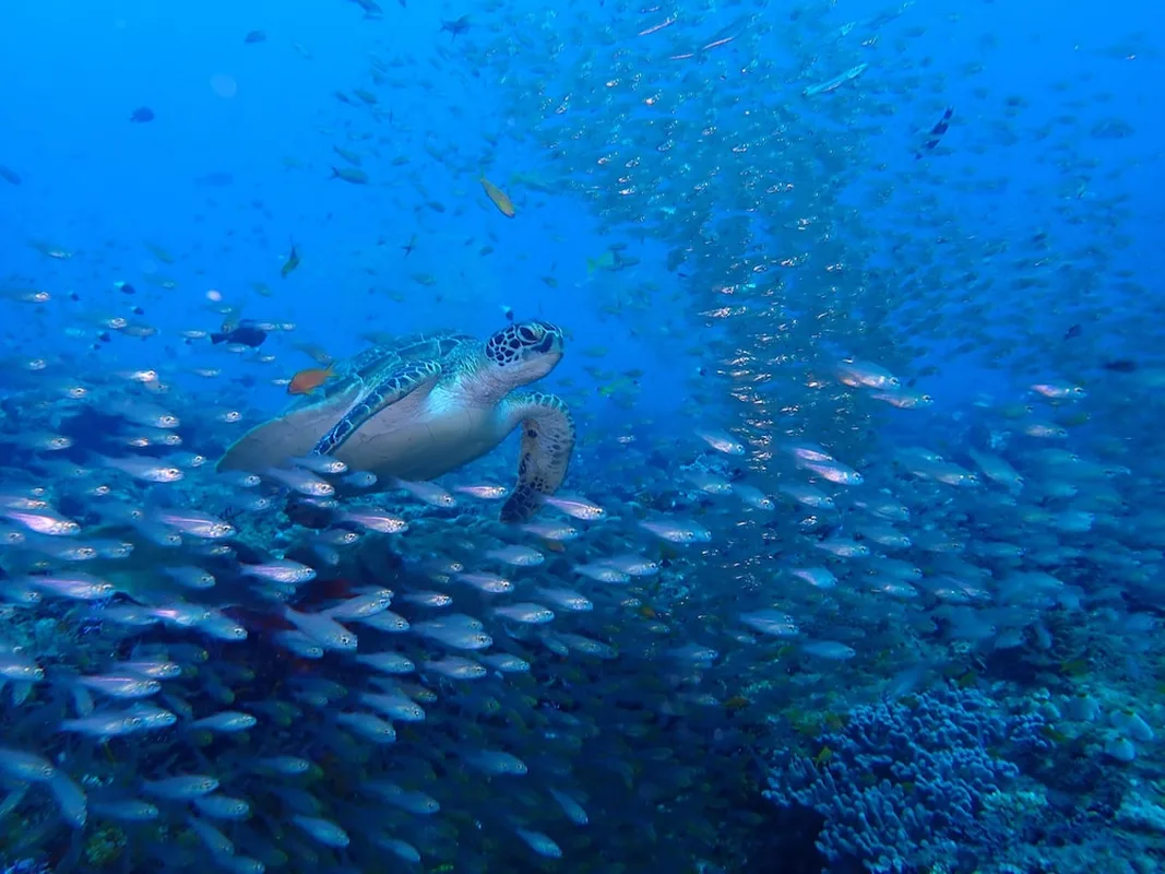 Turtle Bay, hoofdfoto