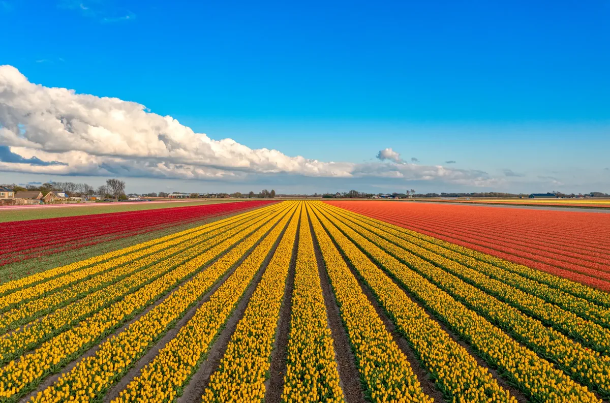 Fietscruise voorjaarstour tulpen en Nederlands erfgoed met De Holland — hoofdfoto