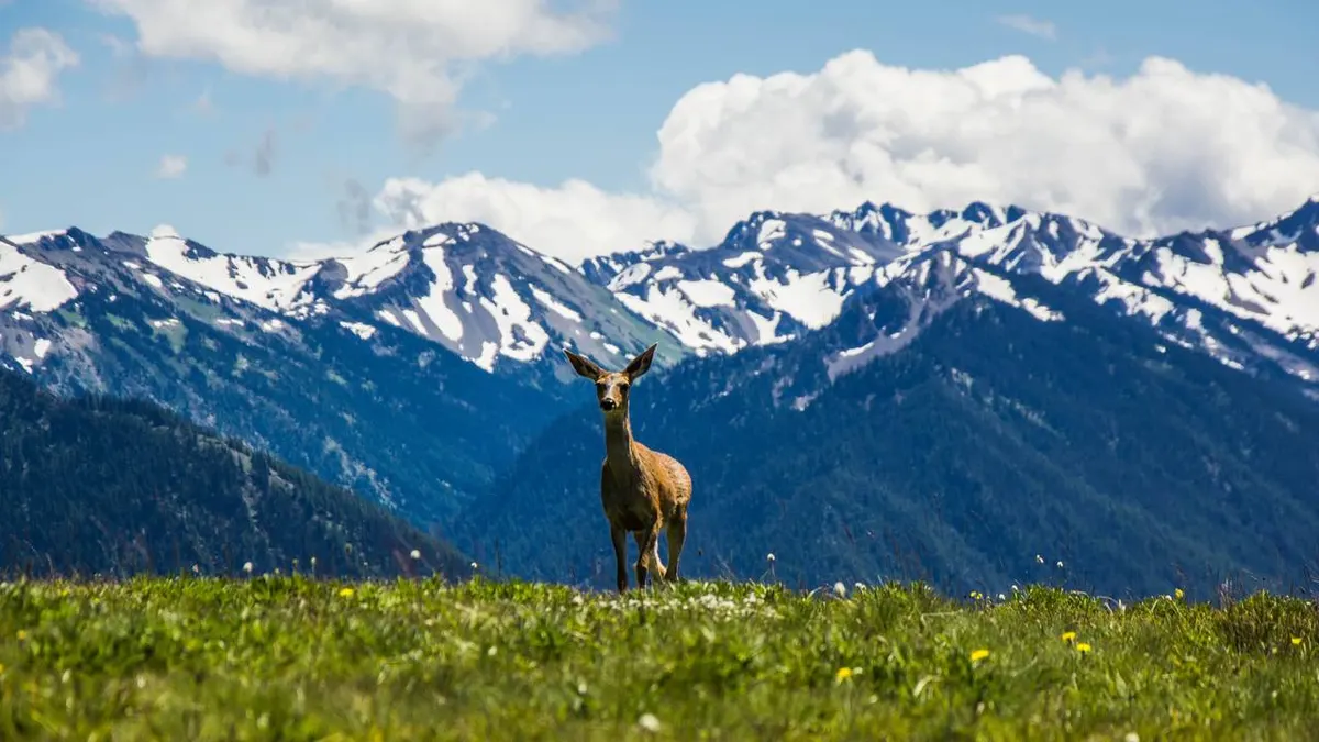 Explore the Scenic Pacific Northwest — hoofdfoto