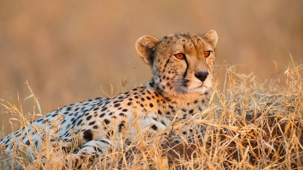 A Wildlife Adventure in Tanzania and Zanzibar — hoofdfoto