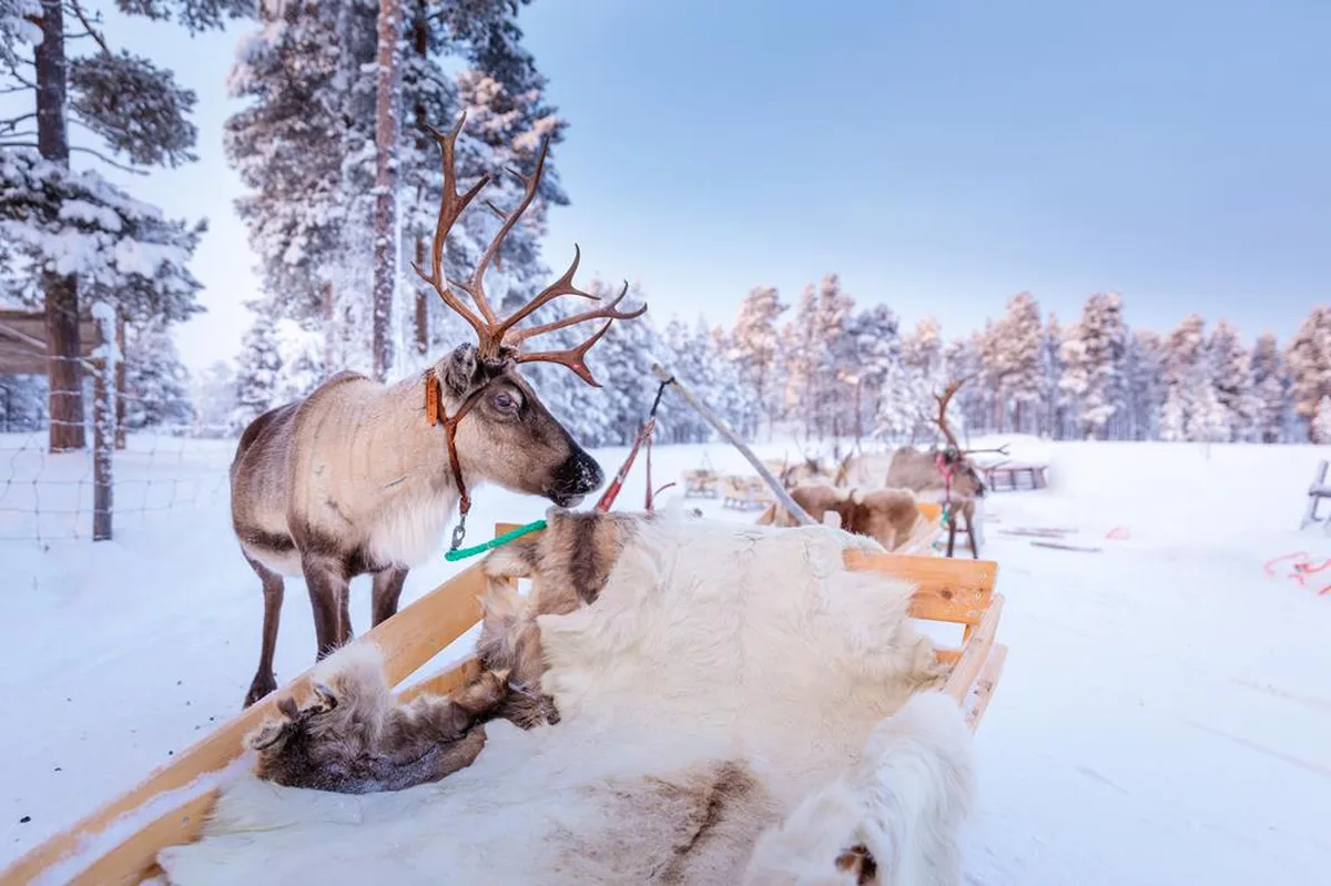 8 daagse excursiereis Winter Week Saariselka — hoofdfoto