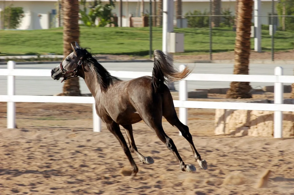 Concorde El Salam Sharm El Sheikh Sport Hotel — hoofdfoto