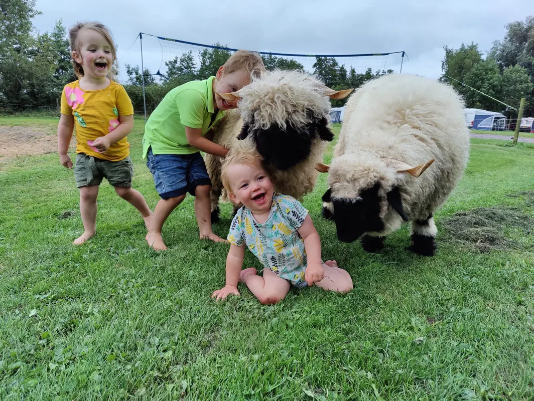 Camping De Toffe Peer — hoofdfoto