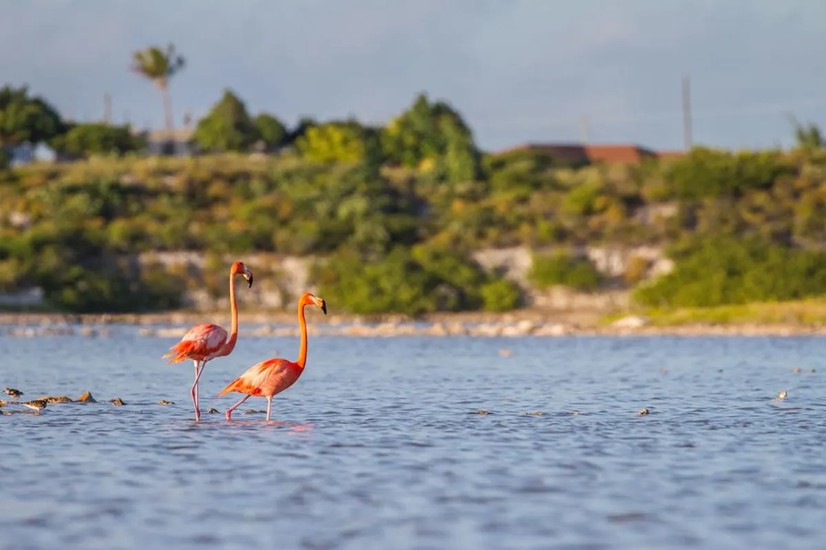 7 dg cruise Caribische Zee MSC Meraviglia — hoofdfoto