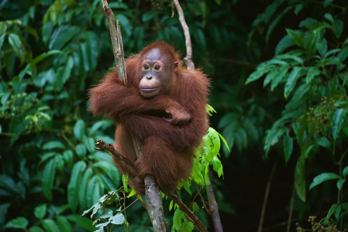 Fascinerend Indonesië — hoofdfoto