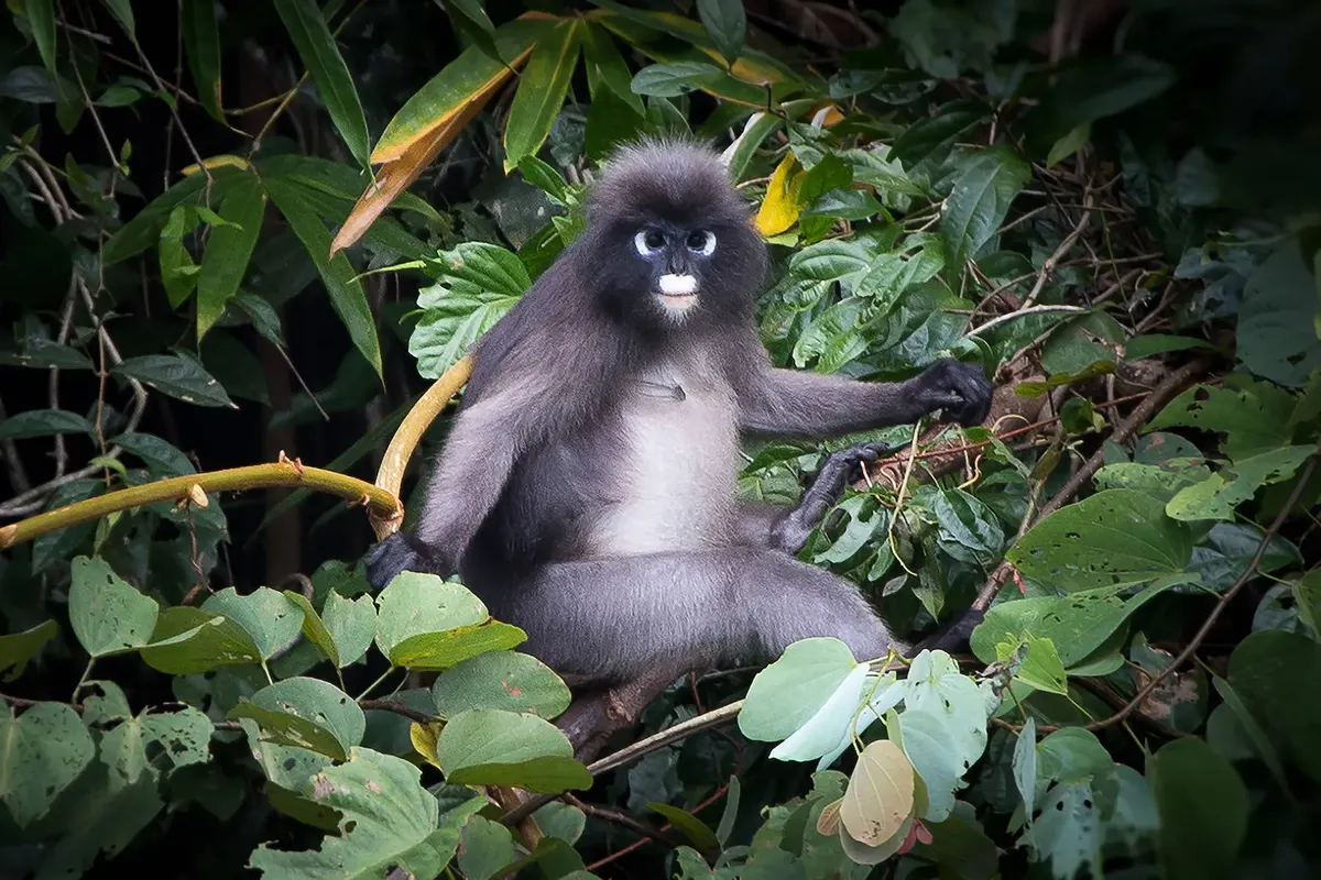 Natuurlijk Thailand — hoofdfoto