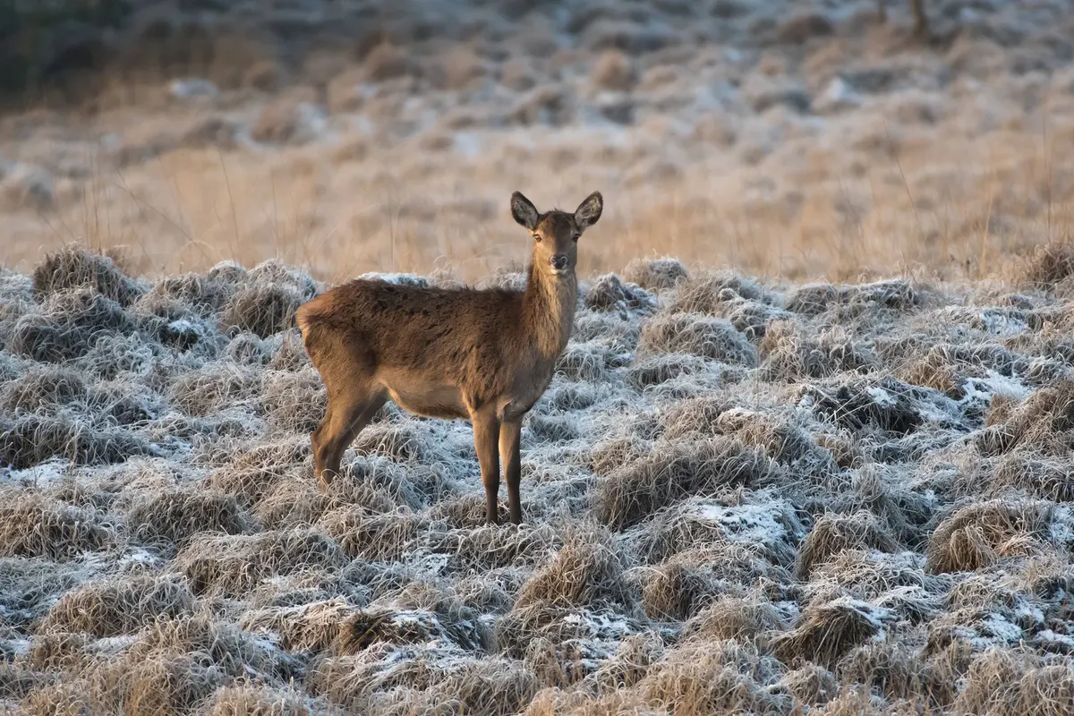 Kerst op de Veluwe, Nunspeet — hoofdfoto