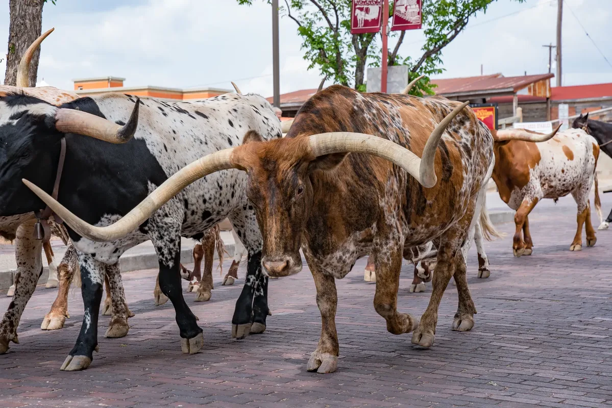 Texas op het gemak — hoofdfoto