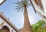 Riad Palmier foto 19