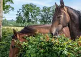 Landgoed Altenbroek foto 44