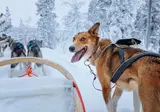 4 daagse excursiereis Lapland Hotel Ylläskaltio foto 2