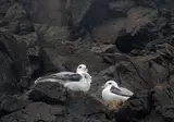 Natuurlijk IJsland foto 14