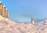 8 daagse excursiereis Passion for Lapland foto 4
