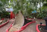Cocos Cabanas foto 16