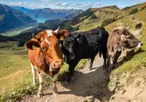 Ontdek Zwitserland foto 4