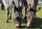 Vodatent Camping de Waterbuffelfarm foto 6