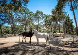 Aphrodite Hills Rentals foto 23