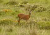 Schotse Hooglanden foto 15