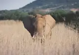 A Wildlife Adventure in South Africa foto 3