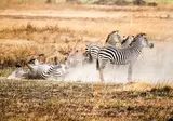 Geheime Schatten van Tanzania foto 8