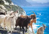 Ontdek Corsica foto 14