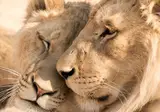A Wildlife Adventure in South Africa foto 5