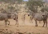 13 daagse safari Tsavo & Taita foto 4