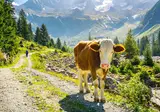 Via de Oostenrijkse Alpen naar het Gardameer op het gemak foto 2
