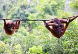 The Ultimate Borneo Experience foto 1