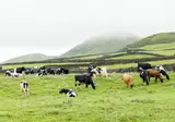 Ontdek São Miguel vanuit Ponta Delgada foto 7