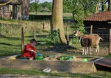 Camping De Toffe Peer foto 6