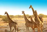 Discover Spectacular Namibia foto 5