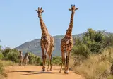 Ontdek het Noorden van Zuid-Afrika incl. Kruger foto 3