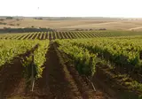 Hotel Rural Vila Gale Alentejo Vineyards foto 38