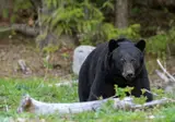 Whales, Bears and Vancouver Island foto 7
